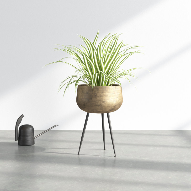 Mcmullen Iron Pot Planter with Legs & Reviews AllModern